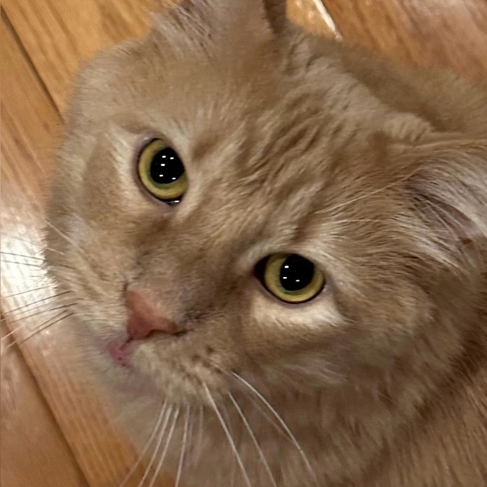 Meet your Posher, Anna